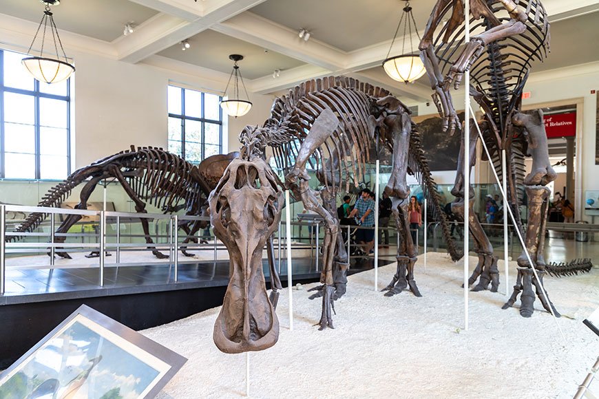 musee americain histoire naturelle nyc